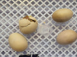 56 Eggs Automatic Incubator LED Hatching Digital Chicken Duck Poultry Hatcher AU V201-W12466585