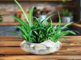 Glass Fish Bowl for Hydroponics and Desktop Micro Landscapes V1369-AZ3-W-15947