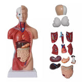 Human Torso Anatomical Model with Internal Organs 28cm Unisex V1188-CE06-65169