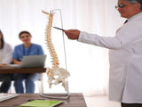 Life Size Flexible Spine Pelvis & Femur Model Anatomical Skeleton Display V63-835611