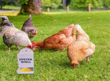 Automatic Chicken Oyster Shell & Grit Feeder - Metal Hanging Poultry Feeder Trough for Hens, V1366-AZ2-W-16501