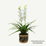 100cm Faux Artificial Home Decor Potted Cymbidium-Red/White - White V915-MB0028-WH