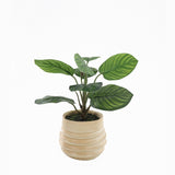 Muse Artifical Arrowroot in Ceramic Pot 34cm V637-45114ARO