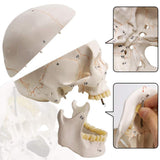 Classic Numbered Human Skull Model, Life Size , Quality-3 Part-W/Sutures Painted, for V1192-AZ-W-15023