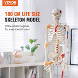 Human Skeleton Model for Anatomy, 182 cm Life Size, Accurate PVC Anatomy Skeleton Model with V952-GGJRQGMX1JTHBQTJ3V0