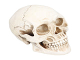 Animal Skull Model Skull Decoration Ornament Resin Craftwork Halloween Props for Home Party Decor V1294-YM0714-3115210184311