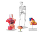 Human Anatomy Models Bundle Set, Brain, Human Torso Body, Heart, Skeleton Model Set of 4, Hands-on V952-GGJRQGMX4JTS5PXUBV0