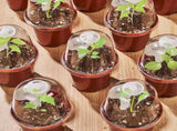 Plant Nursery Pots with Humidity Dome 4" Soft Transparent Plastic Gardening Pot Planting Containers V1369-AZ3-W-02448
