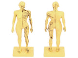 Resin Human Anatomical Head Body Muscle Model Drawing Model Decoration Teaching Mold V1294-YM0901-3115200119611
