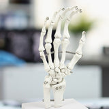 Hand Joint Anatomical Skeleton Model Human Anatomy Study Tool V63-842301