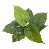 Artificial Potted Taro Plant / Elephant Ear 55cm V637-DP1158143