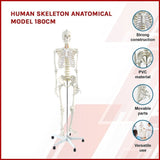 Human Skeleton Anatomical Model 180cm V63-774985