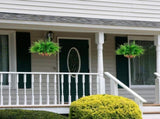 Artificial Hanging Outdoor UV Resistant Boston Fern with Basket, Greenery Hanging Planter for Patio V1366-AZ2-W-16646