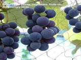 50 x 100FT AntiBird Netting Garden Plant Fruit Tree Protect Sparrow Catching Mesh V1294-YM0901-JY05081