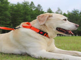 Martingale Dog Collar, 6FT Double Handle Leash for Training, Orange V1259-DP01-A-4638