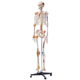 Human Skeleton Model for Anatomy, 182 cm Life Size, Accurate PVC Anatomy Skeleton Model with V952-GGJRQGMX1JTHBQTJ3V0
