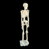 Anatomical 85cm Tall Human Skeleton with Stand Model - Medical Anatomy V63-835601