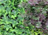 Lush Botanical Mosaic Artificial Vertical Garden / Green Wall Panel 1m x 1m UV Resistant V637-DP554892