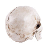 Life-size Replica of Realistic Human Skull, Head Bone Model, Anatomy White Resin Skull High V1188-SX-0005809