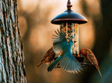 Metal Roof Bird Feeder - Chew Proof for Outdoor Hanging Wild Bird Seeds V1107-134-04161