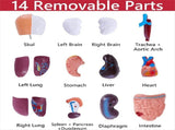 Human Anatomy Study Models - 15-Piece Removable 11-Inch Human Torso Anatomy Model with Internal V1366-AZ2-W-22072