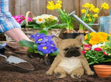Dog Statue, French Bulldog Statue Garden Animal Sculpture for Garden Decoration Outdoor Lawn Gnome V1192-AZ-W-9971