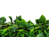 Flowering Lilac Vertical Garden / Green Wall UV Resistant 100cm X 100cm Panel V637-DP1156482