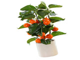 Small Fake Fruit Tree Decor Artificial Potted Tree with White Pot Potted Plant Perfect for Kitchen V1294-YM0523-220324CY13-1