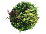 Slimline Artificial Green Wall Disc Art 80cm Grassy Fern UV Resistant V637-DP9854