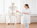 Human Skeleton Anatomical Model 180cm V63-774985
