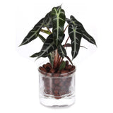3pcs 4 Inch Self Watering Pot,African Violet Pot,Bottom Watering Glass Planter for Indoor Plants and V1366-AZ2-W-14626