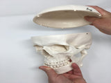 Medical Anatomical Skull Model - 3 Parts - Life Sized Human Mold Perfect Study Tool The mold is V1192-AZ-W-15021