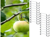 Limb Spreaders for Fruit Trees Sapling Limb Bending Clips, Branch Adjustment Clips for Backyard V1192-AZ-W-22206