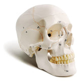 Classic Numbered Human Skull Model, Life Size , Quality-3 Part-W/Sutures Painted, for V1192-AZ-W-15023