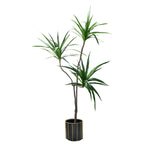 SOGA 180cm Green Artificial Indoor Brazlian Iron Tree Fake Plant Decorative 3 Heads APLANTFHBS18090