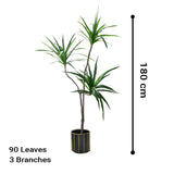 SOGA 180cm Green Artificial Indoor Brazlian Iron Tree Fake Plant Decorative 3 Heads APLANTFHBS18090