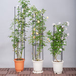 SOGA 2X 163cm 4-Bar Plant Frame Stand Trellis Vegetable Flower Herbs Outdoor Vine Support Garden PLANTTUBE163X2