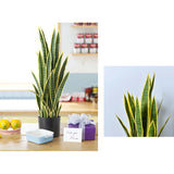 SOGA 50cm Artificial Indoor Yellow Edge Tiger Piran Fake Decoration Tree Flower Pot Plant APLANTFH0119Y