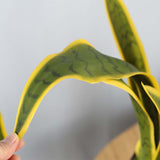 SOGA 4X 50cm Artificial Indoor Yellow Edge Tiger Piran Fake Decoration Tree Flower Pot Plant APLANTFH0119YX4