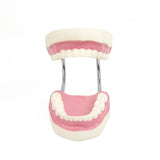 Dental Tooth Brushing Model Teeth Care V63-842321