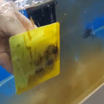 4X Fish Tank Moss Scrubber Scraper Iron Glass Acrylic Algae Cleaner Brush V274-AQ-MF-SCRUB-GN