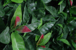 Photinia Leaf Screens / Panels UV Stabilised 1m X 1m V77-1000496