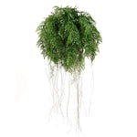 Large Lush Tropical Hanging Fern Ball 55cm Diameter V77-1219209