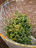 Mao Jian Green Tea 5 x 120g V466-62600210
