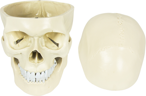 Life Size Anatomical Deluxe Human Skull Model Medical Skeleton Anatomy Replica V63-835561