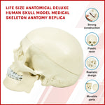 Life Size Anatomical Deluxe Human Skull Model Medical Skeleton Anatomy Replica V63-835561