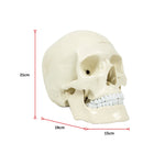 Life Size Anatomical Deluxe Human Skull Model Medical Skeleton Anatomy Replica V63-835561