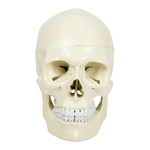 Life Size Anatomical Deluxe Human Skull Model Medical Skeleton Anatomy Replica V63-835561