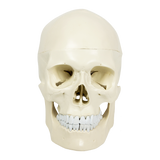 Life Size Anatomical Deluxe Human Skull Model Medical Skeleton Anatomy Replica V63-835561