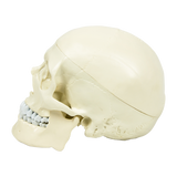 Life Size Anatomical Deluxe Human Skull Model Medical Skeleton Anatomy Replica V63-835561